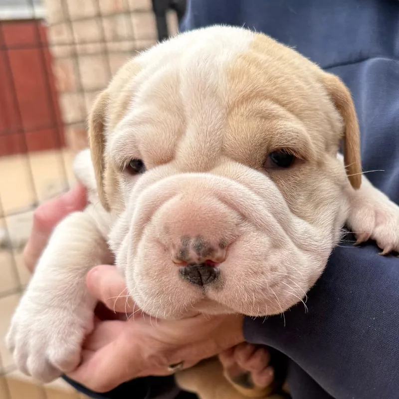 A baby small-sized male White / Cream Pit Bull Terrier dog named Boone for adoption in Midland, TX
