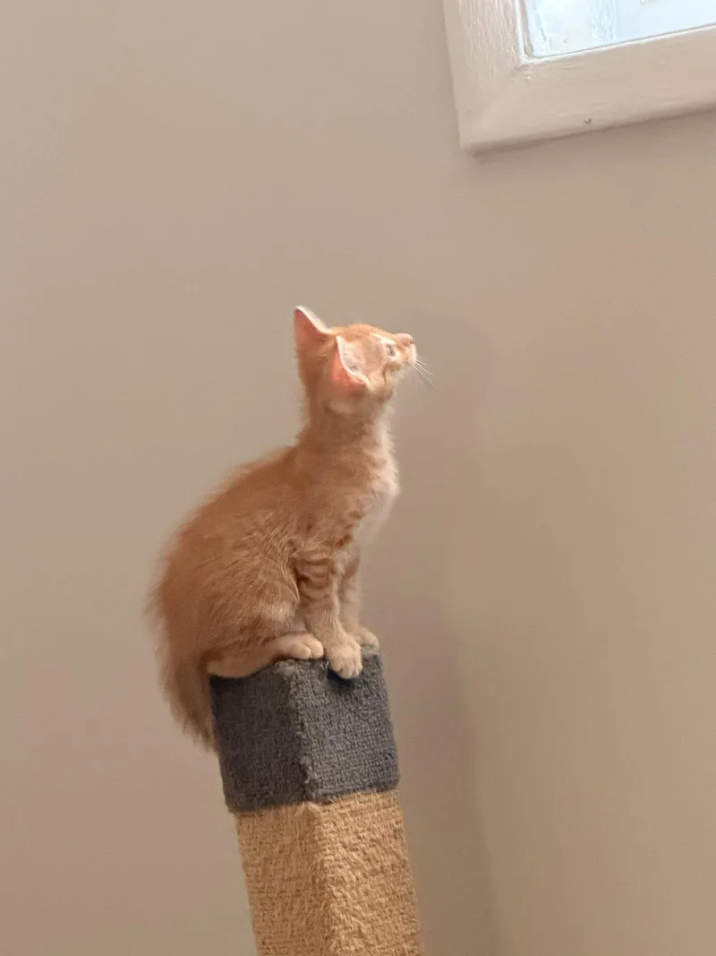A baby medium-sized male Orange / Red Domestic Short Hair cat named Orzo for adoption in Wheaton, IL
