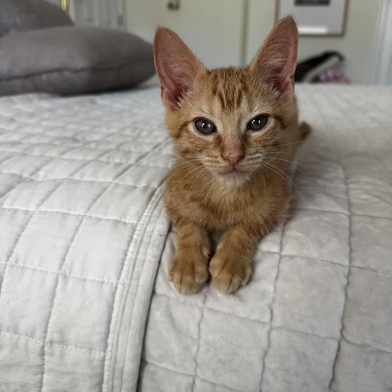 A baby medium-sized male Orange / Red Tabby cat named Pancake for adoption in Frederick, MD