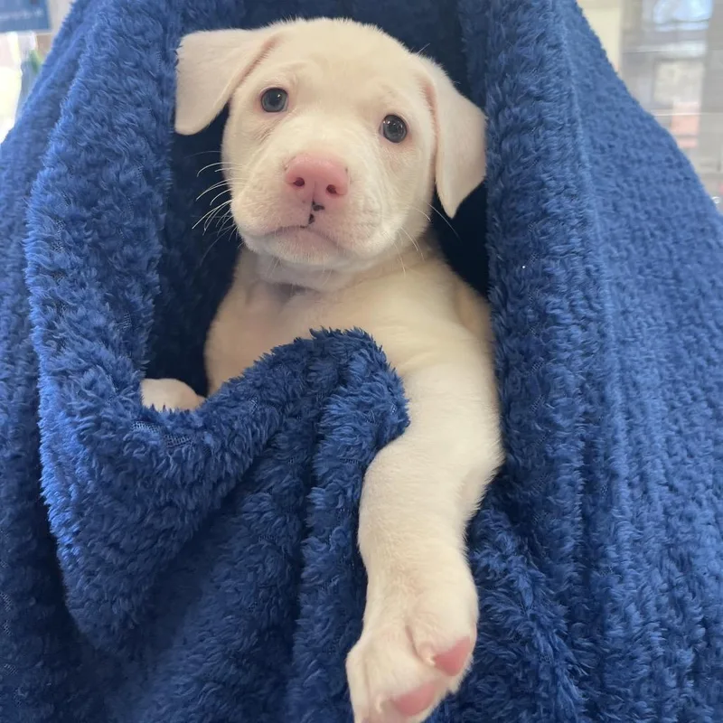 A baby medium-sized female White / Cream Boxer dog named Oasis for adoption in Kanab, UT