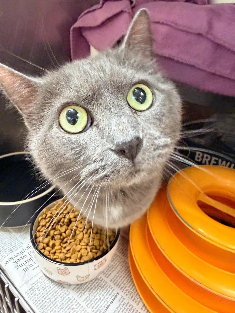 A young medium-sized female Domestic Short Hair cat named Ukulele for adoption in Cincinnati, OH