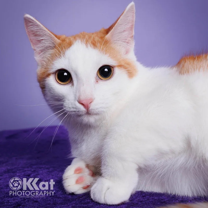 A young medium-sized male Orange & White Domestic Long Hair cat named Bernie for adoption in Crescent, OK
