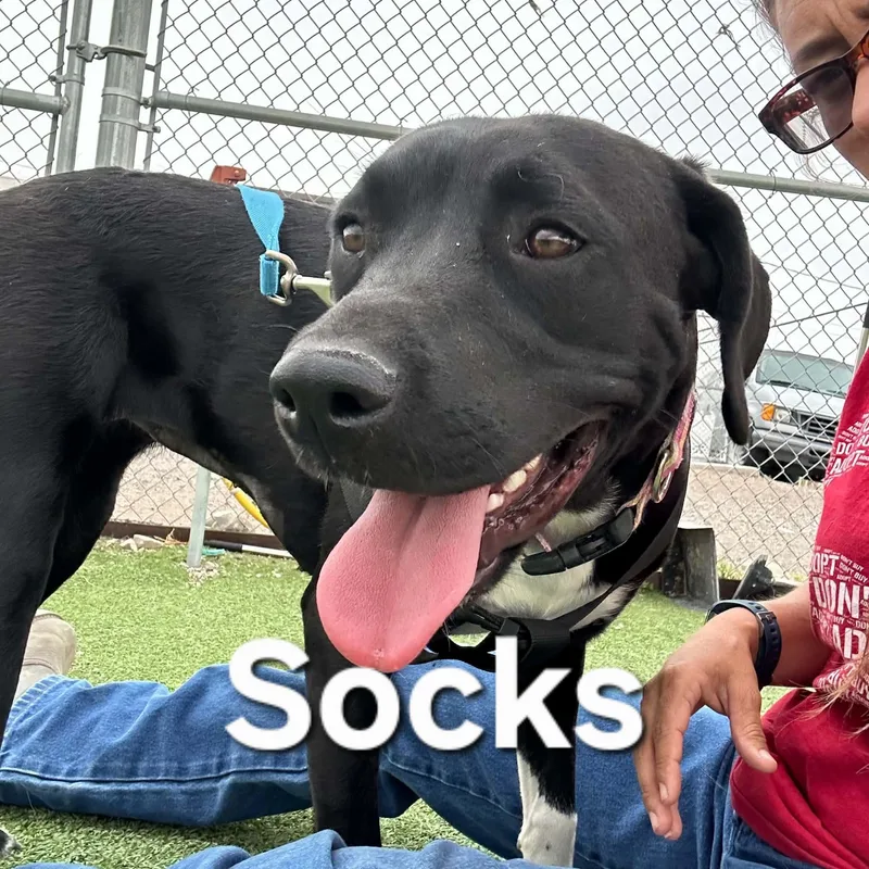 Socks thumbnail 6