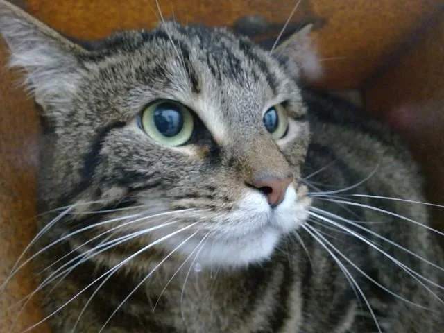 A senior medium-sized female Domestic Short Hair cat named Luna for adoption in Orlando, FL