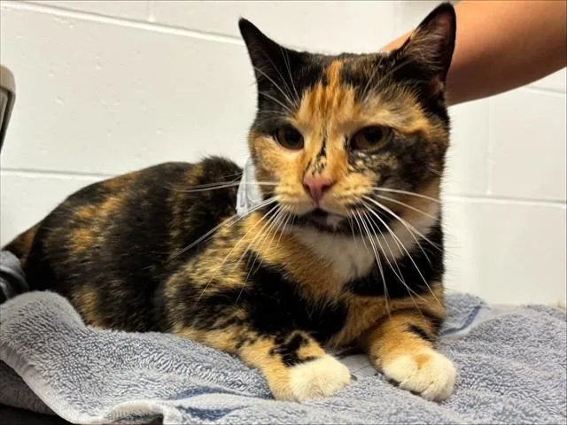 A young medium-sized female Domestic Short Hair cat named Marmee for adoption in Ames, IA