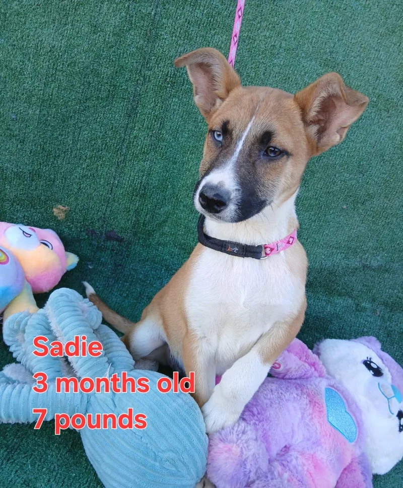 Sadie