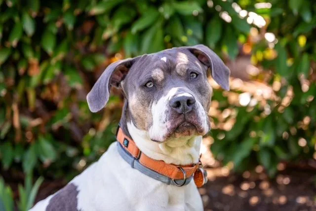 An adult large-sized female Pit Bull Terrier dog named Ellie for adoption in Stamford, CT