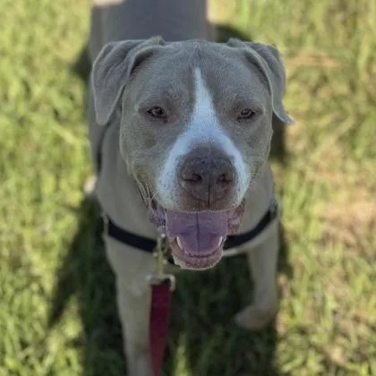 An adult medium-sized male Mixed Breed dog named Kobe for adoption in Janesville, WI