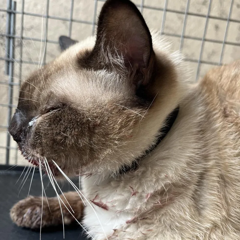 An adult small-sized male Brown / Chocolate Siamese cat named HACCStray for adoption in Henderson, NV