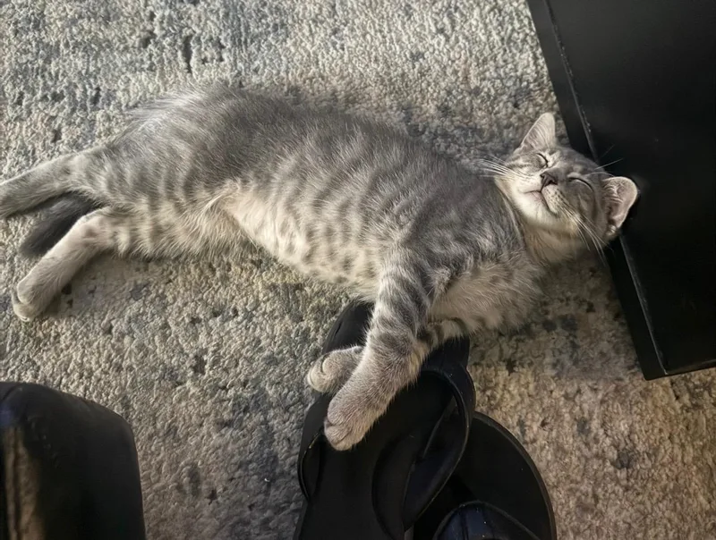A baby small-sized male Tabby (Gray / Blue / Silver) Domestic Short Hair cat named Lucious for adoption in Highland, IN