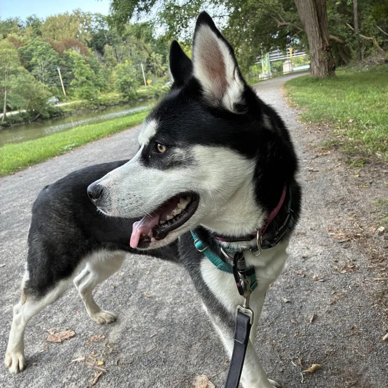 Nala thumbnail 2