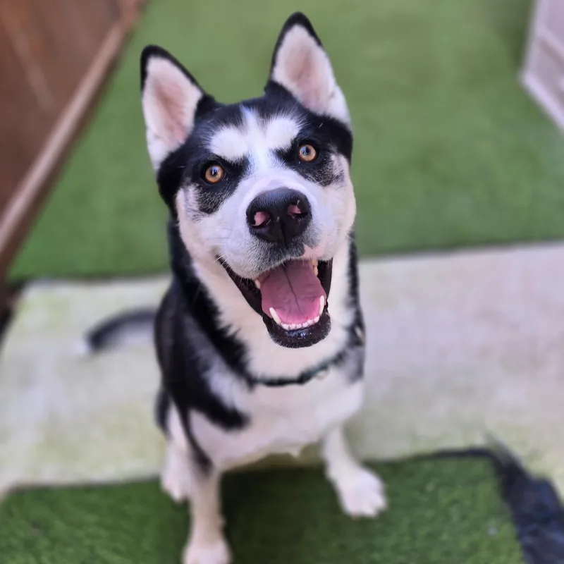 Nala thumbnail 3