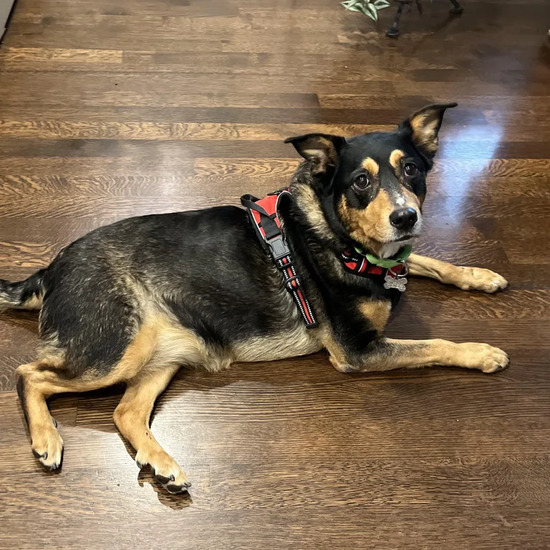 Ostentatia Wallace thumbnail 2