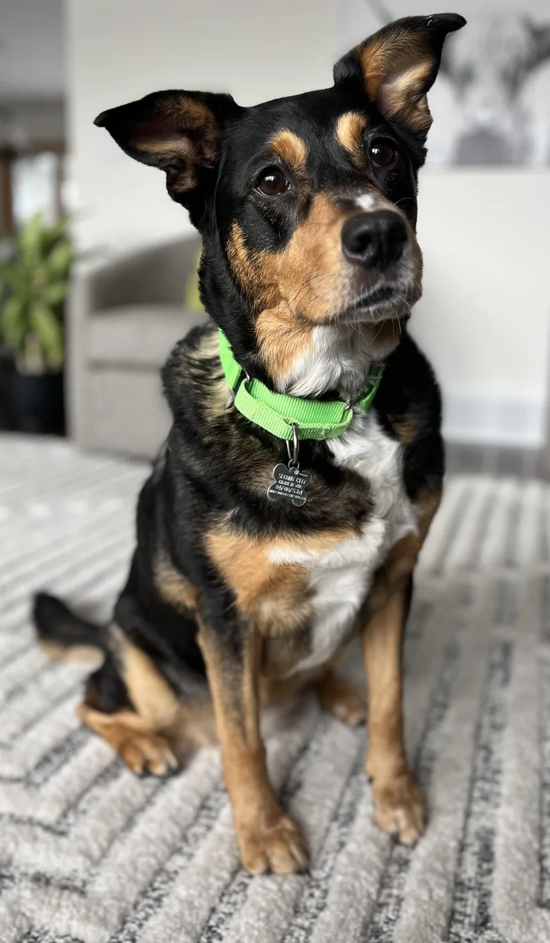 Ostentatia Wallace thumbnail 4