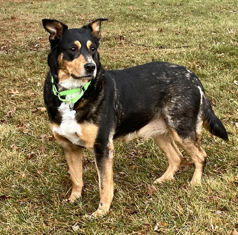 Ostentatia Wallace thumbnail 5