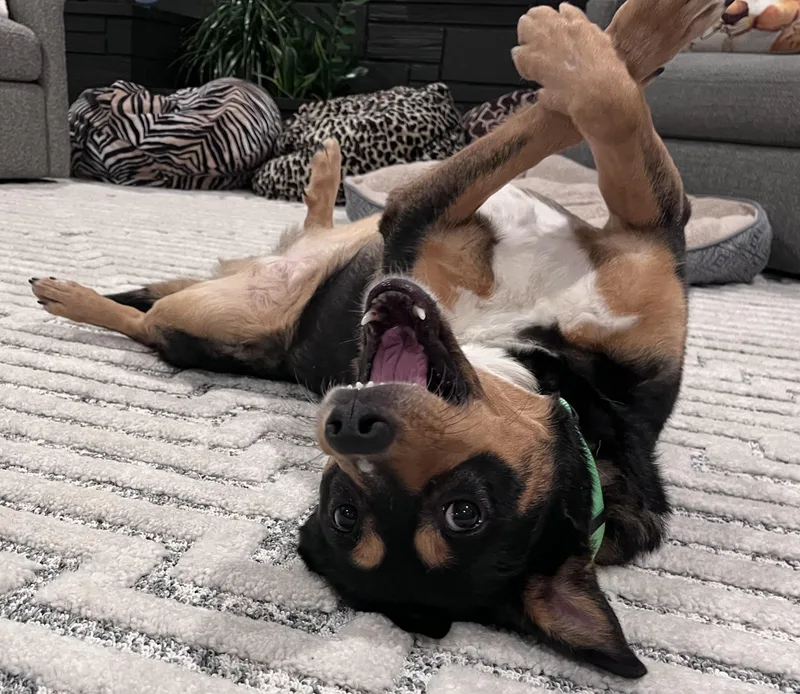 Ostentatia Wallace thumbnail 6