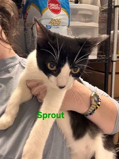 A baby large-sized male Domestic Short Hair cat named Sprout for adoption in Metairie, LA