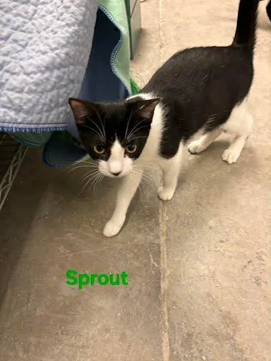 Sprout thumbnail 2