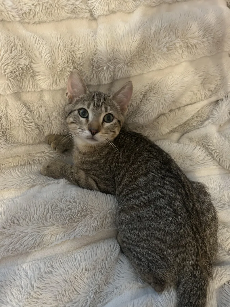 Digit Polydactyl