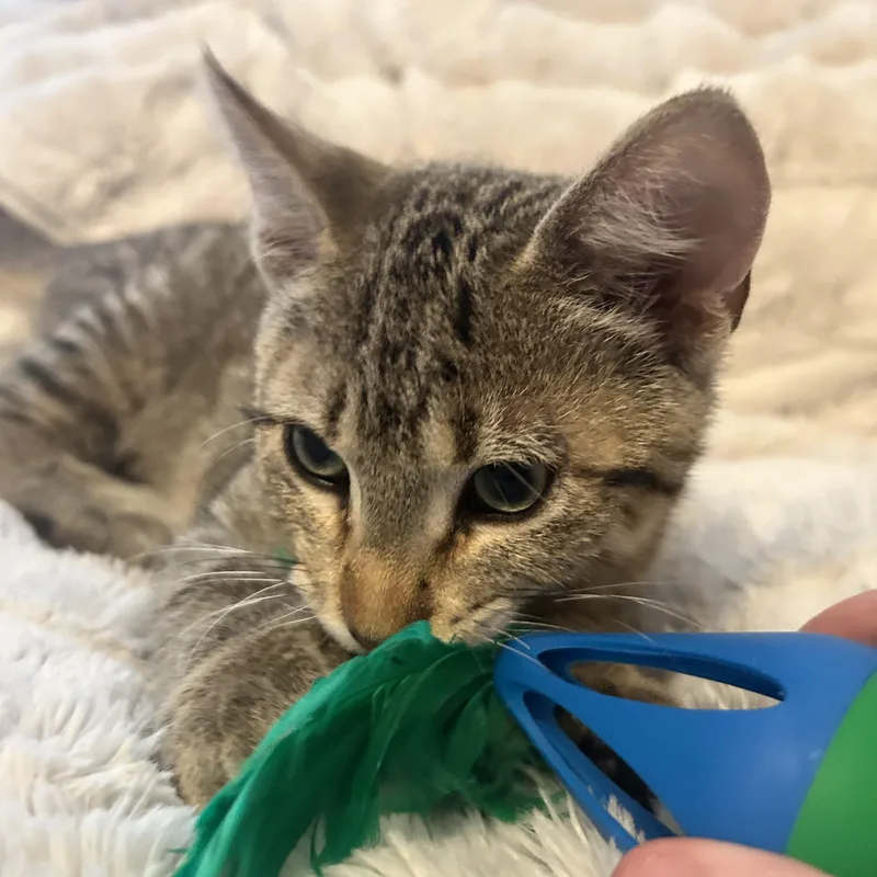 Digit  Polydactyl thumbnail 2