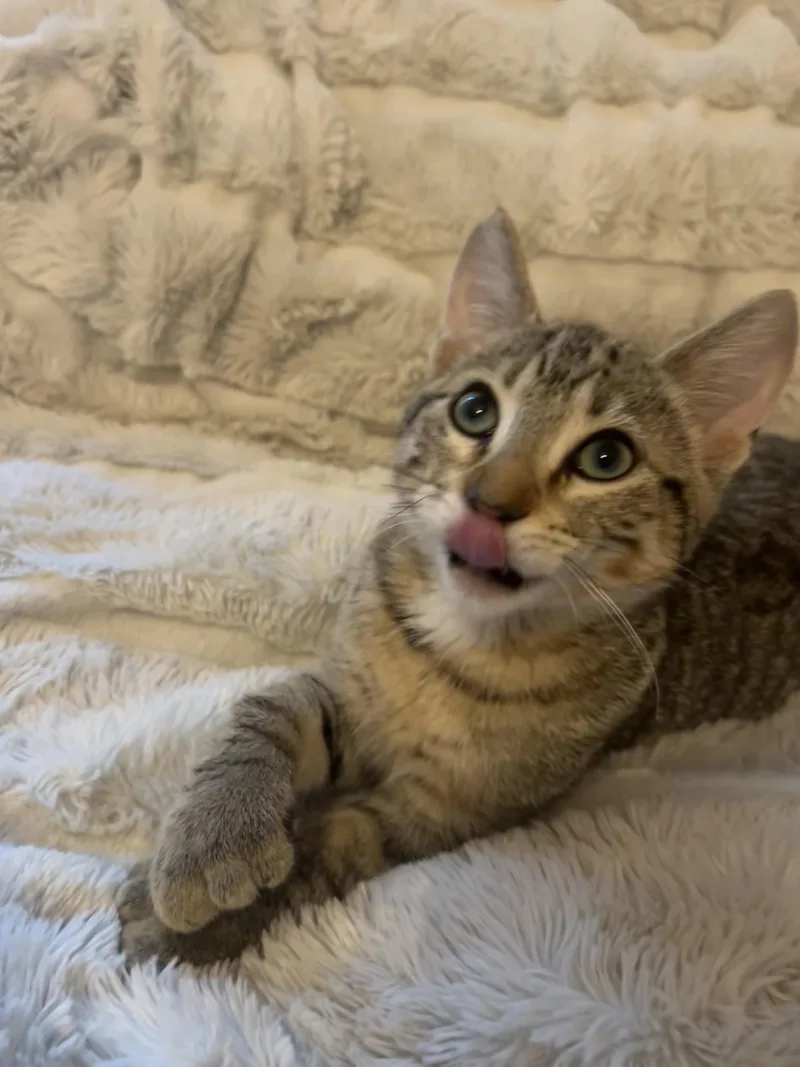 Digit  Polydactyl thumbnail 3