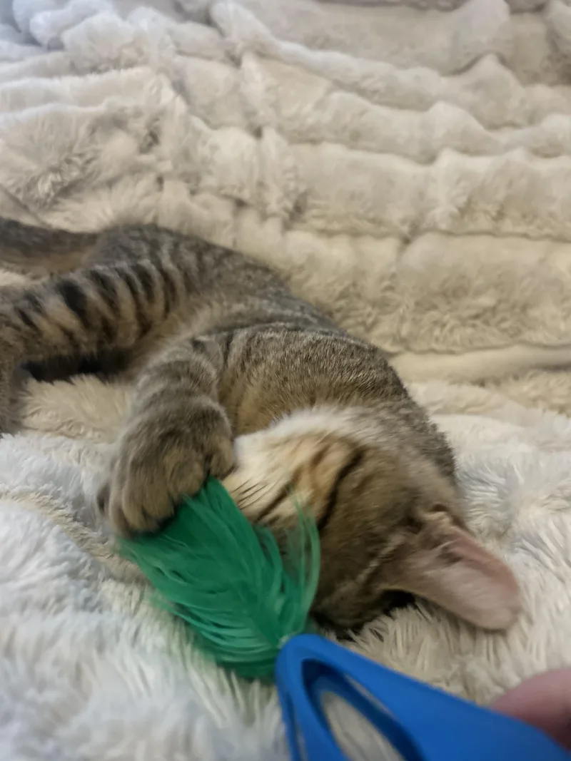 Digit  Polydactyl thumbnail 4
