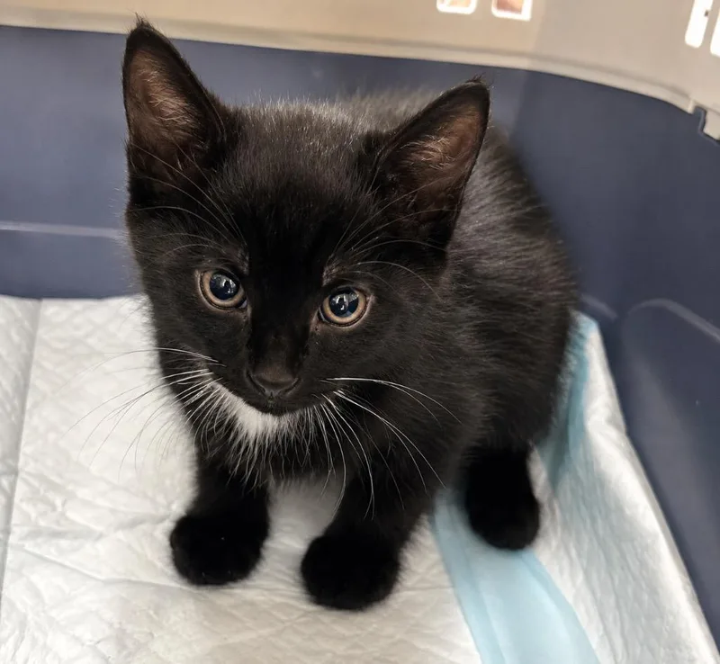 A baby small-sized female Domestic Short Hair cat named Niyx for adoption in Ewing, NJ
