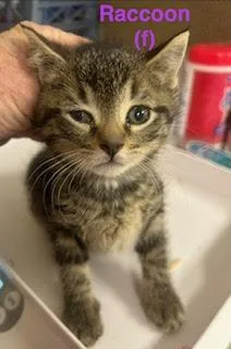 A baby medium-sized female Domestic Short Hair cat named Raccoon for adoption in Saugerties, NY