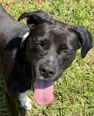 A young large-sized female Pit Bull Terrier dog named Onyx for adoption in Carrollton, GA
