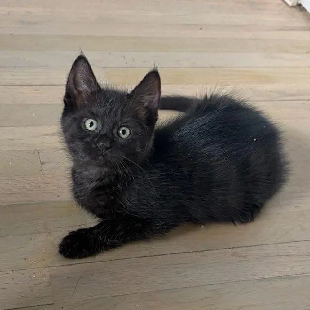 A baby medium-sized female Black Domestic Short Hair cat named Brielle for adoption in Moriches, NY