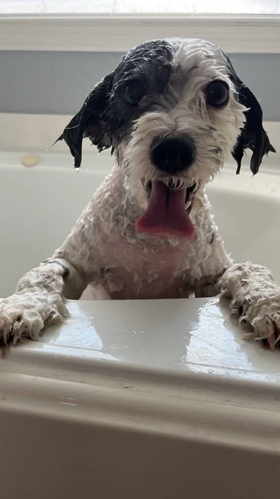Charley thumbnail 3