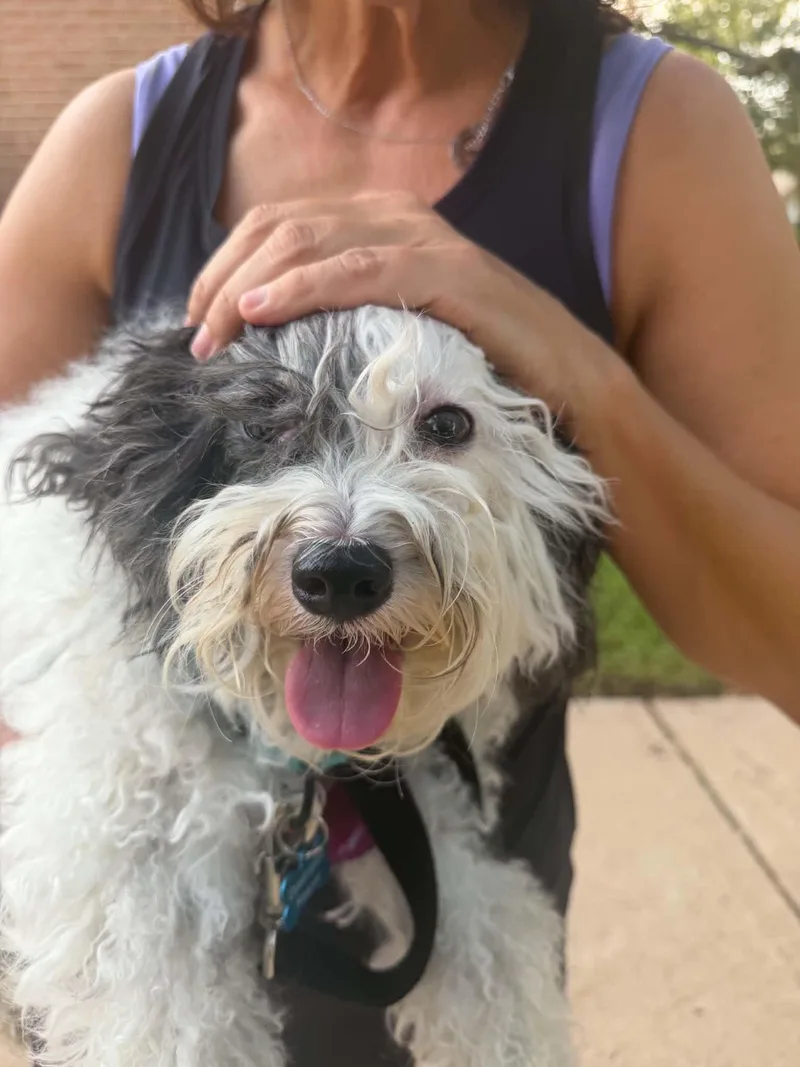 Charley thumbnail 5