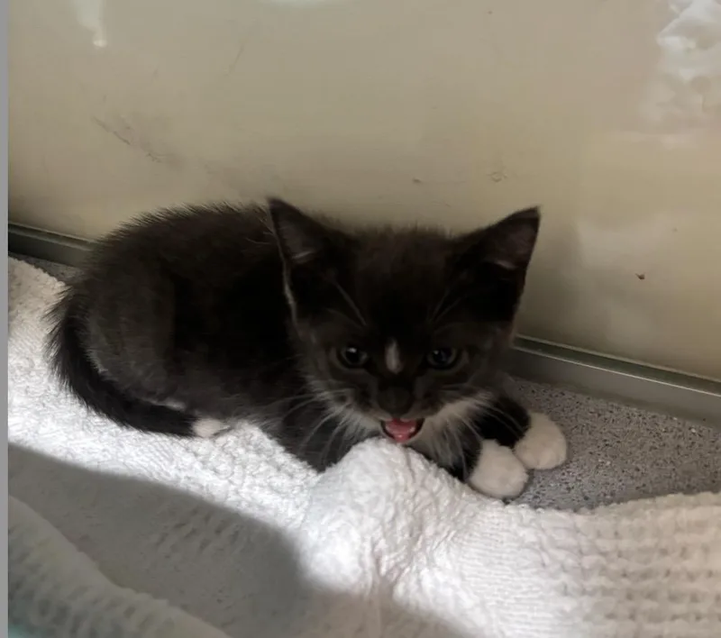 A baby small-sized female Domestic Short Hair cat named Panda for adoption in Liverpool, NY