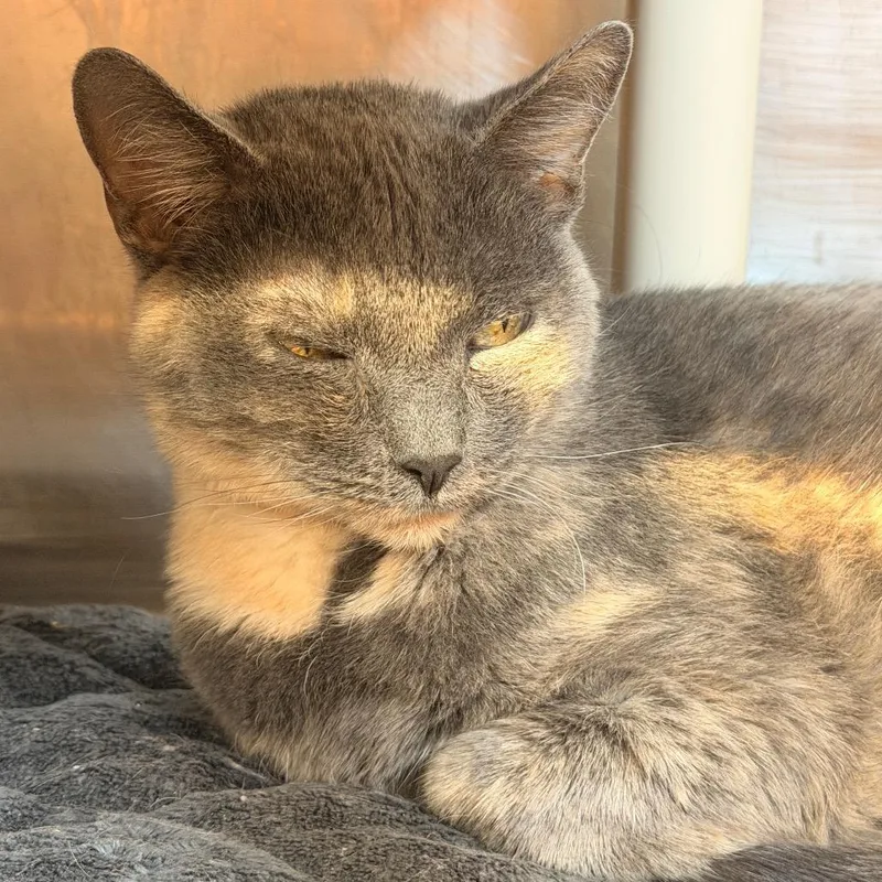 A senior large-sized female Tortoiseshell Domestic Short Hair cat named Betty for adoption in Sand Springs, OK
