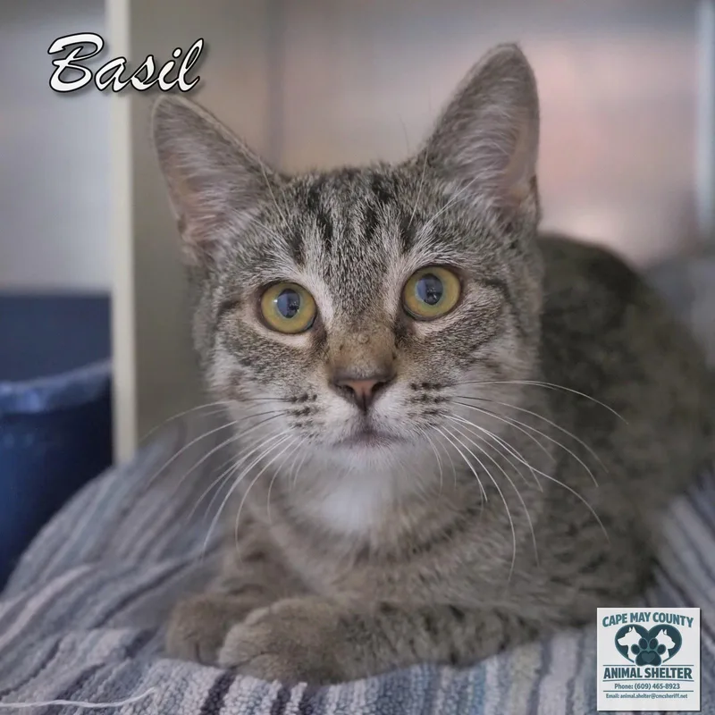 A young medium-sized female Domestic Short Hair cat named Basil for adoption in Cape May Court House, NJ