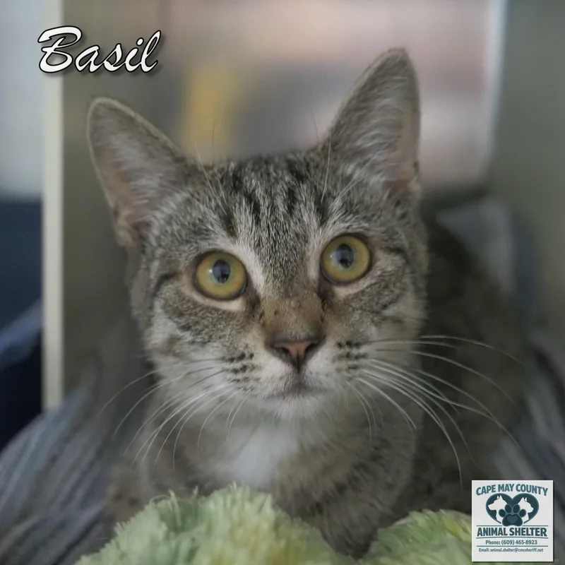 Basil thumbnail 2