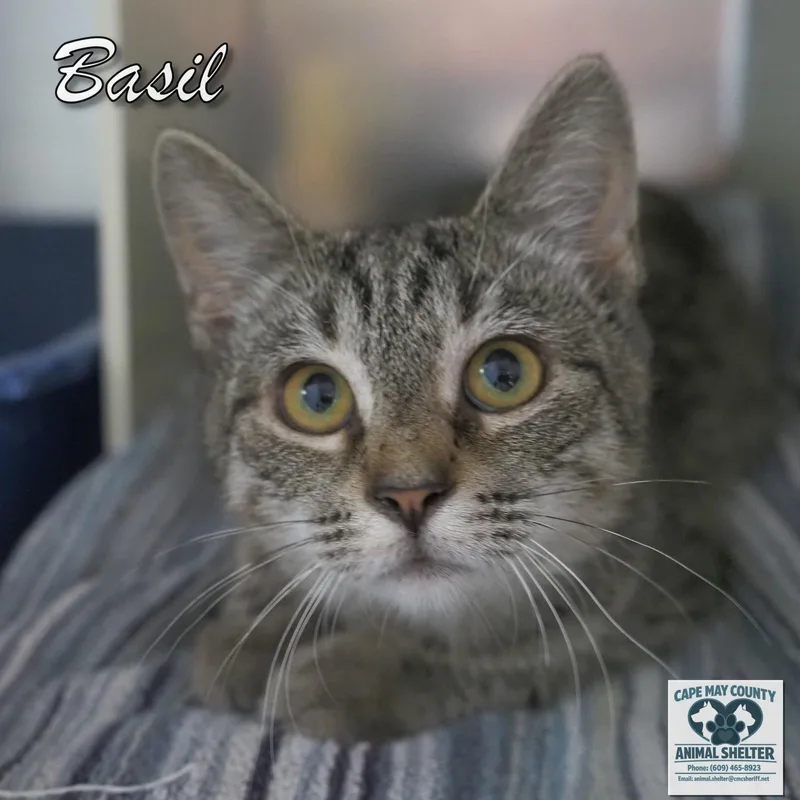 Basil thumbnail 3