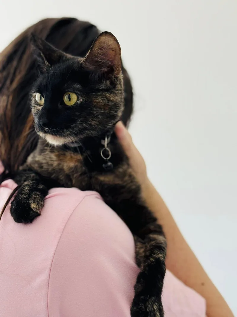 Amaretto thumbnail 2