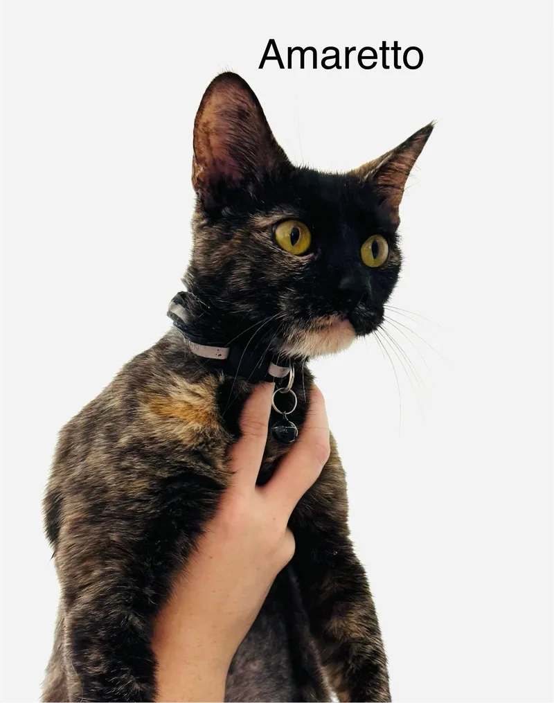 Amaretto thumbnail 4