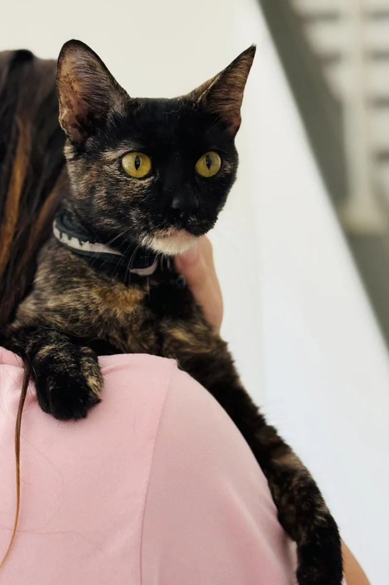 Amaretto thumbnail 5