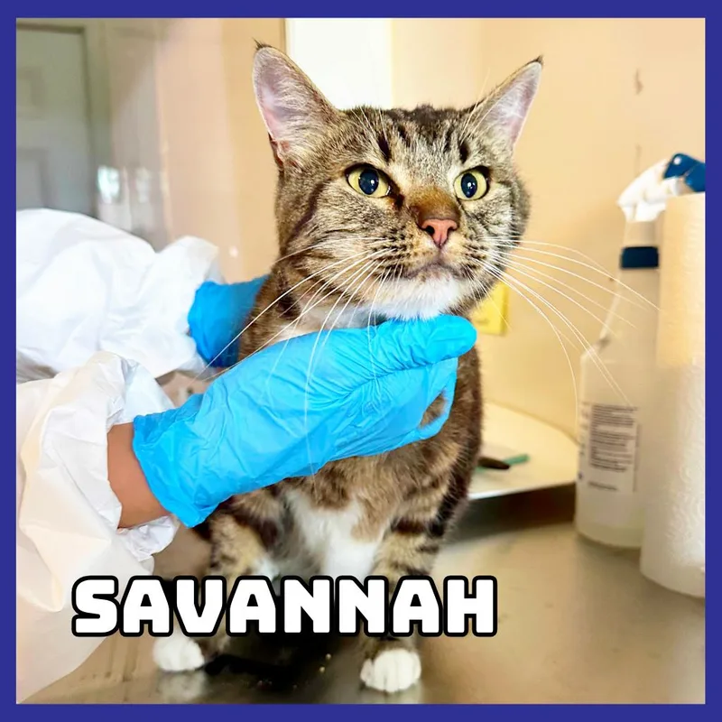 An adult large-sized female Brown / Chocolate Domestic Short Hair cat named Savannah for adoption in Glenwood, MN