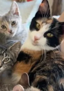 A young medium-sized female Domestic Short Hair cat named Ida for adoption in Verona, WI