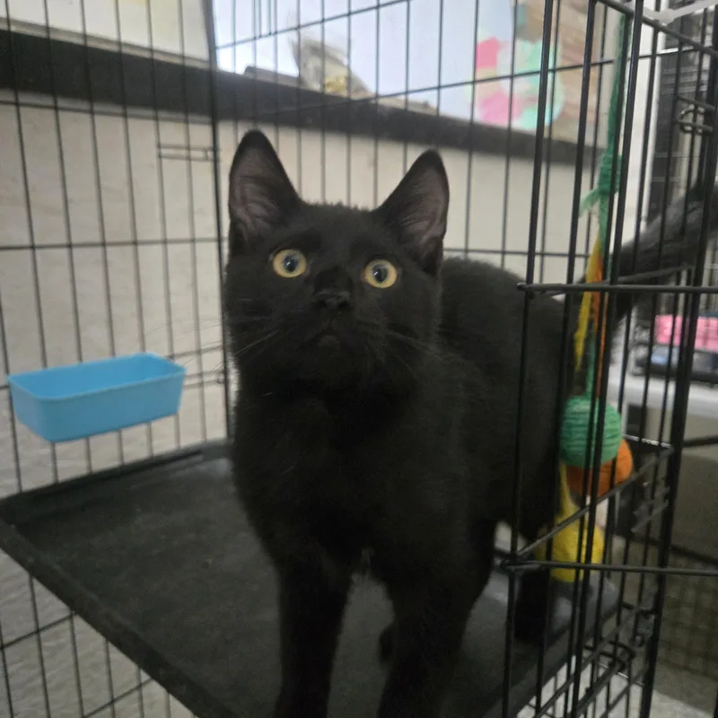 A baby large-sized male Black Domestic Short Hair cat named Frito for adoption in Reeseville, WI