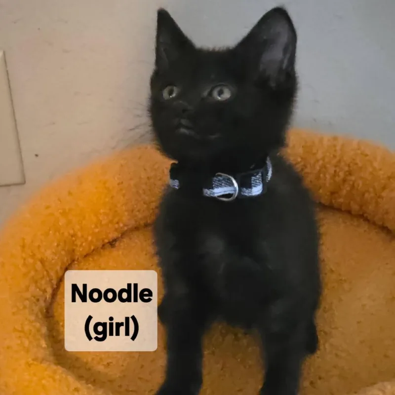 A baby small-sized female Black Domestic Short Hair cat named Noodle for adoption in Mondovi, WI