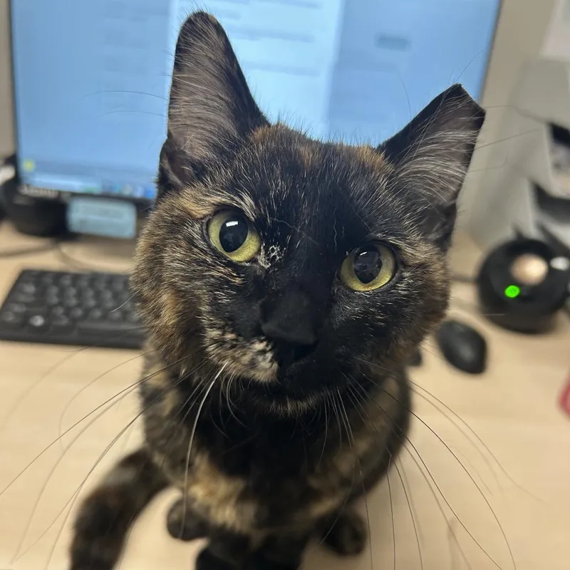 A young medium-sized female Tortoiseshell Domestic Short Hair cat named Basha for adoption in Murray, UT