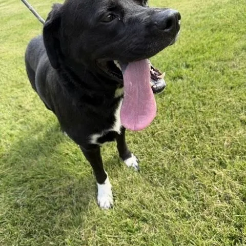 An adult large-sized male Black Labrador Retriever dog named Benny for adoption in Bryan, OH