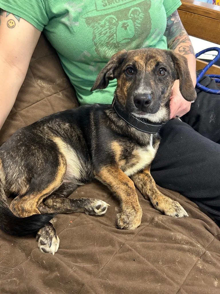 A young small-sized female Dachshund dog named Ziva for adoption in Marion, OH