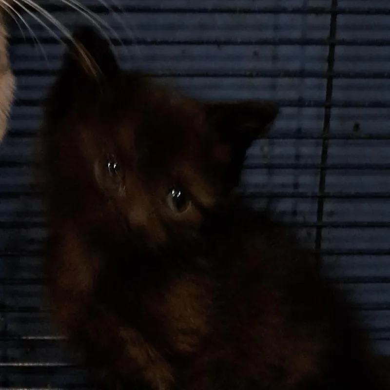 A baby small-sized female Black Domestic Short Hair cat named Dixie for adoption in Green Forest, AR