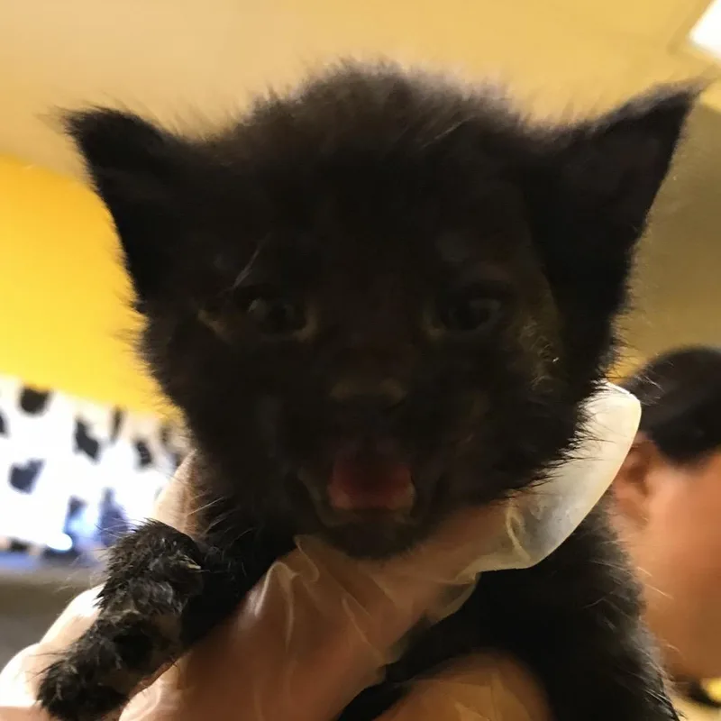 A baby small-sized female Black Domestic Short Hair cat named Luna for adoption in Newark, NJ