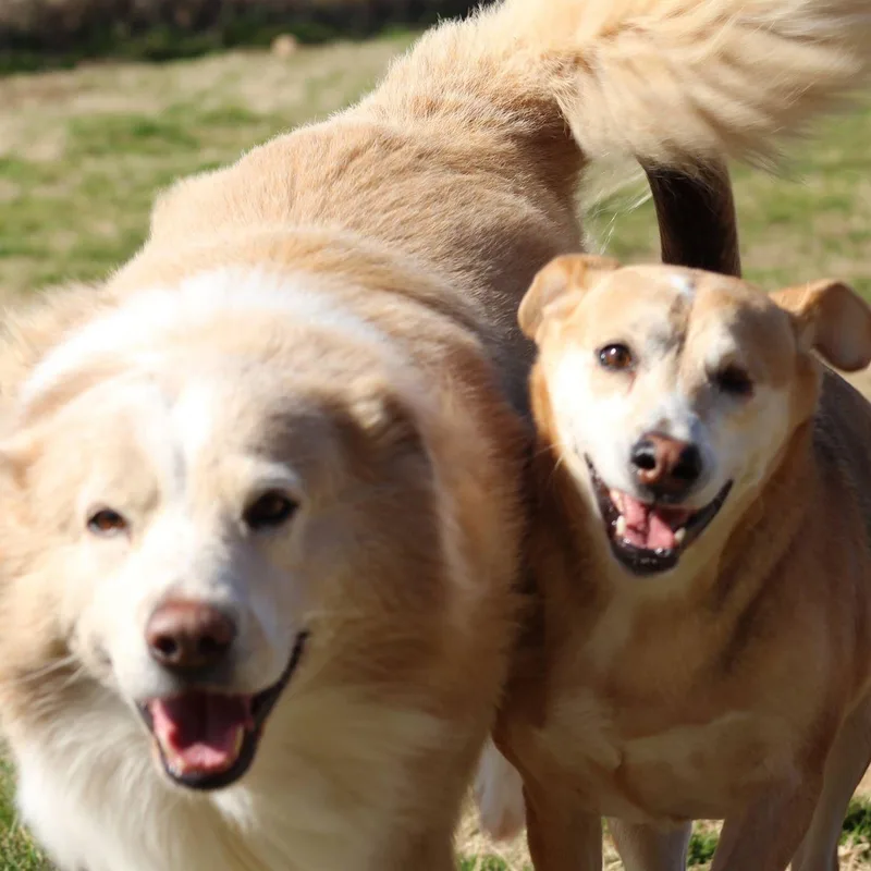 Morgan Bonded With Nala thumbnail 2